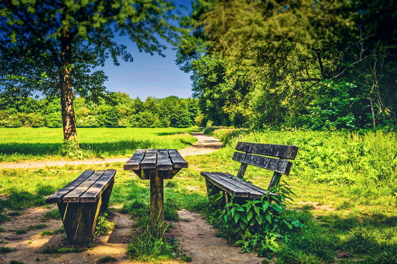 tranquil scene, bench, no people, foliage, garden, tranquility, tree, park bench, 5K, empty, seat, path, green color, wooden, plant, scenic, non-urban scene