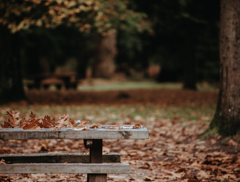park, bench, animal themes, day, bird, leaves, tree, selective focus, outdoors, dried, table, nature, no people, plant, close-up, apiculture, insect, beehive