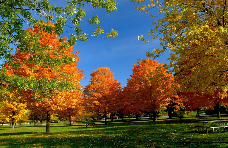 autumn collection, tree, beauty in nature, park - man made space, grass, tranquil scene, growth, nature, scenics - nature, tranquility, Bench, day, change