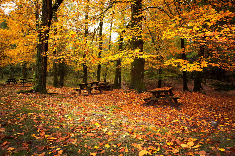 4K, autumn, nature, seasons, foliage, park, bench, picnic