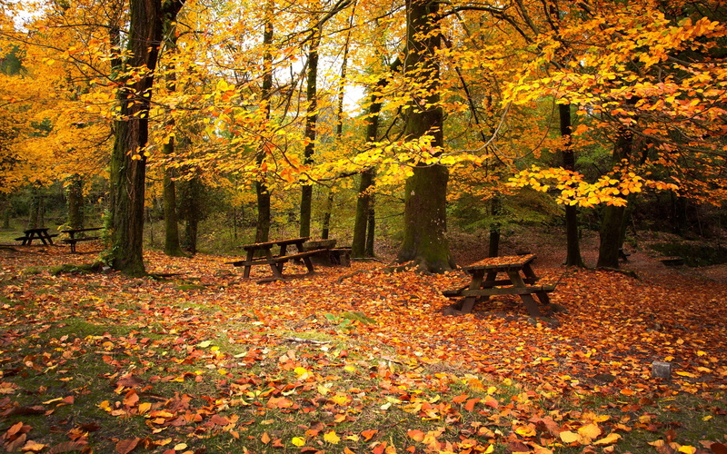 plant, outdoors, Cold, Autumn, October, orange color, nature, tranquil scene, change, Emptiness, falling, maple leaf, tree, Picnic, natural condition, fall