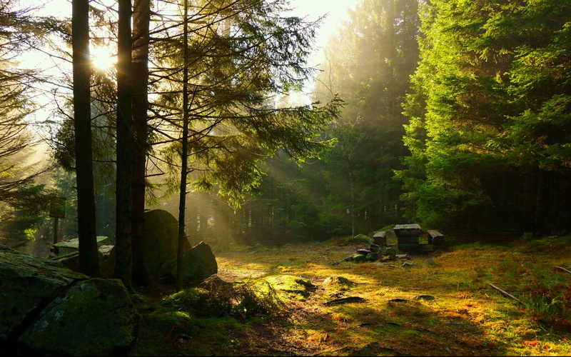 sunset, 1080P, the sun, rays, stay, picnic, forest, bench, table, trees