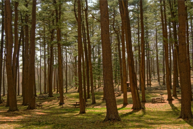 forest, grass, land, plant, picnic, tree, scenics - nature, environment, 1080P, woods, day, outdoor, natural, picnic tables, woodland, no people, parc