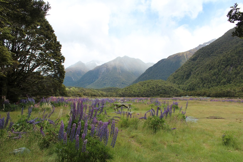 new zealand, mountains, natural, scenics - nature, grass, flower, tranquil scene, purple, flowering plant, lavender, landscape, beauty in nature, environment