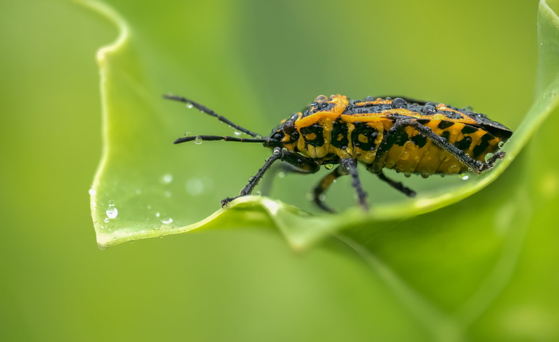 close-up, bug, dews, green Color, yellow, Hemiptera, animals, macro, green, nature, Lumix, water, insect, wildlife, 2K, beetle, Panasonic, green leaf