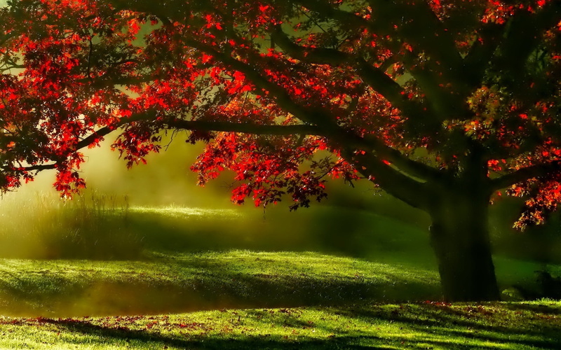 mists, season, autumn, idyllic, change, scenic, tree, green Color, park - Man Made Space, non-urban scene, growth, morning, red, beauty in nature, shade
