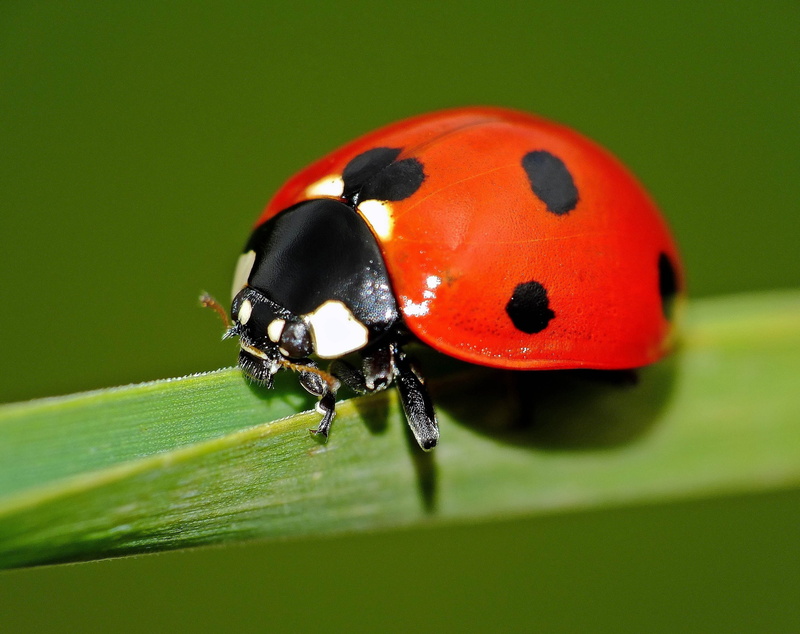 animal, small, Galicia, pontevedra, insect, animal themes, animal wildlife, Explorer, beetle, Spain, explore, green color, ggl1, Macro, selective focus
