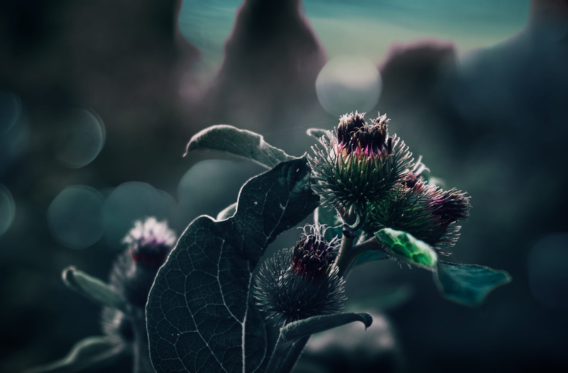 inflorescence, freshness, growth, vulnerability, plant, outdoors, macro, flowering plant, no people, purple, arturoreysoto, petal, green, nature, aliens
