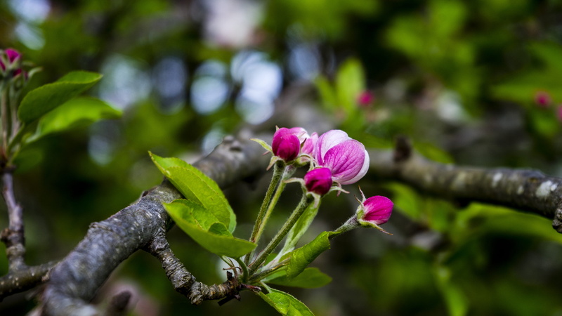 flower, springtime, sonyalpha, nature, day, purple, focus on foreground, flowering plant, forest, 5K, pink color, no people, close-up, growth