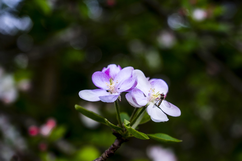 flower, flowering plant, 4K, growth, no people, flowers, botany, freshness, outdoors, sonyalpha, plant, beauty in nature, focus on foreground, macro, fragility