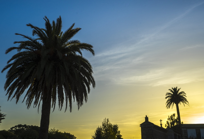 silhouette, sunset, outdoors, growth, tropical climate, tropical tree, cloud - sky, palm tree, architecture, plant, building exterior, sky, date palm tree