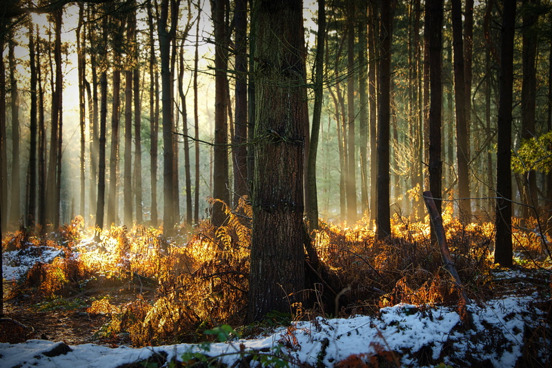 Delamere  Forest, Forst, scenics, season, Tree, autumn, brown, morning, landscape, Cheshire, 5K, sunlight, outdoors, winter, forest, fog, light - Natural Phenomenon