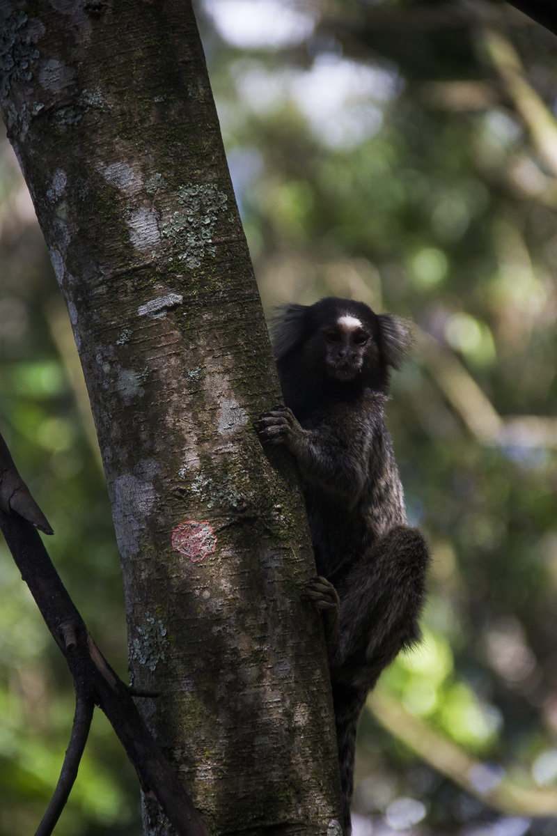 focus on foreground, natureza, 5K, nature, primate, floresta, monkey, animal wildlife, vertebrate, macaco, mammal, são paulo, branch, animal, tree, animals in the wild