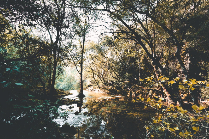 click, tree, trees, sunlight, water, river, flowing water, scenics - nature, no people, lake, forest, portugal, tranquil scene, floresta, tranquility, growth