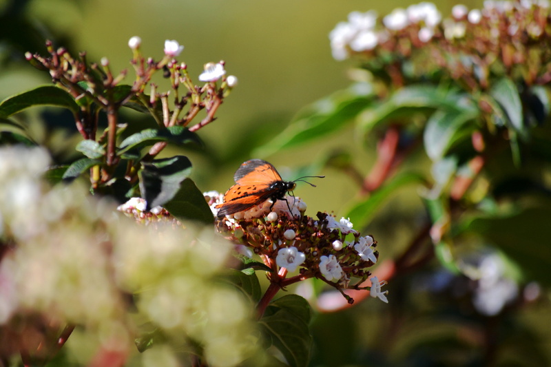 fragility, animals in the wild, animal wildlife, flowering plant, voa, invertebrate, butterfly, south africa, plant, buterfly, voar, flower, natureza, day