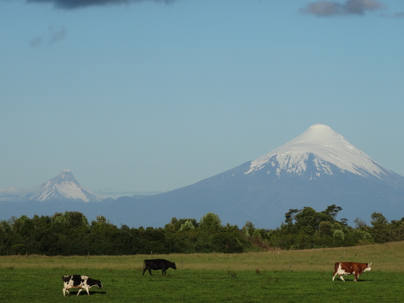 sky, land, nature, vertebrate, snowcapped mountain, animal, Cow, veal, Field, 5K, animal wildlife, pastures, mountain peak, toro, pets, mount, domestic animals
