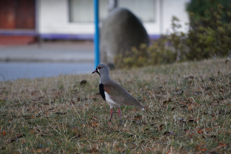 llanquihue, perching, side view, animal themes, ave, animal, grass, queltehues, nature, close-up, vertebrate, 5K, one animal, character, plant, focus on foreground
