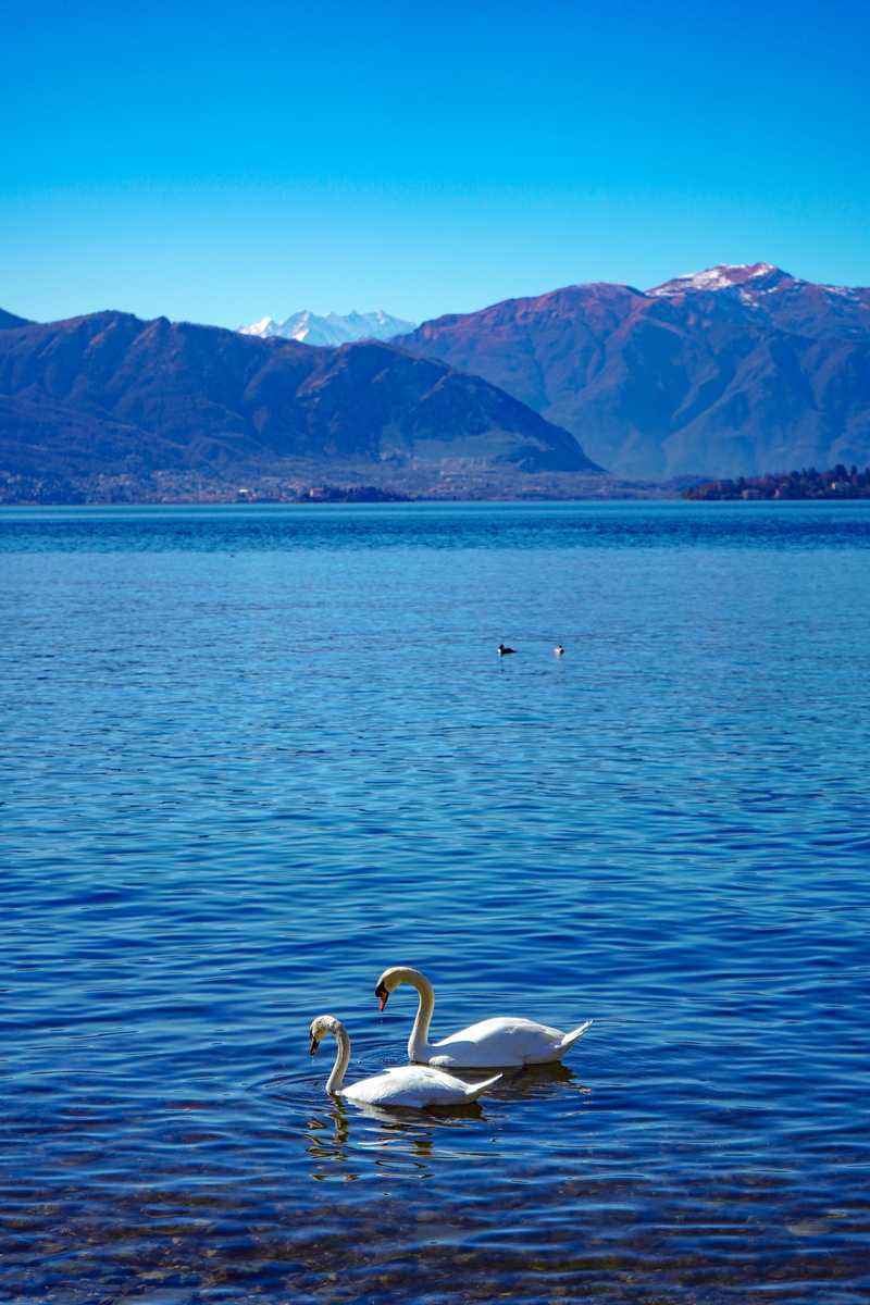 5K, lake, swans, varese, vertebrate, vertical, background, lombardy, mountain, flying, nature, animal themes, one animal, mountain range, water, animals in the wild