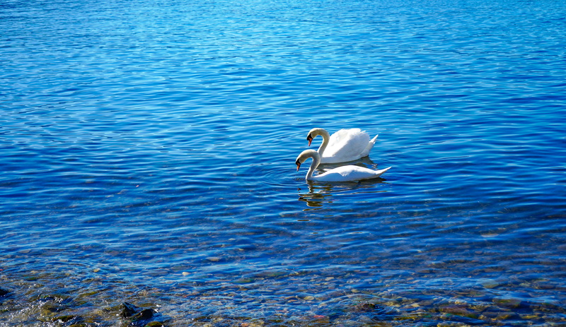 water, swan, animal, waterfront, outdoors, animal wildlife, swans, animals in the wild, lago maggiore, white, anatidi, italy, rippled, off, animal themes