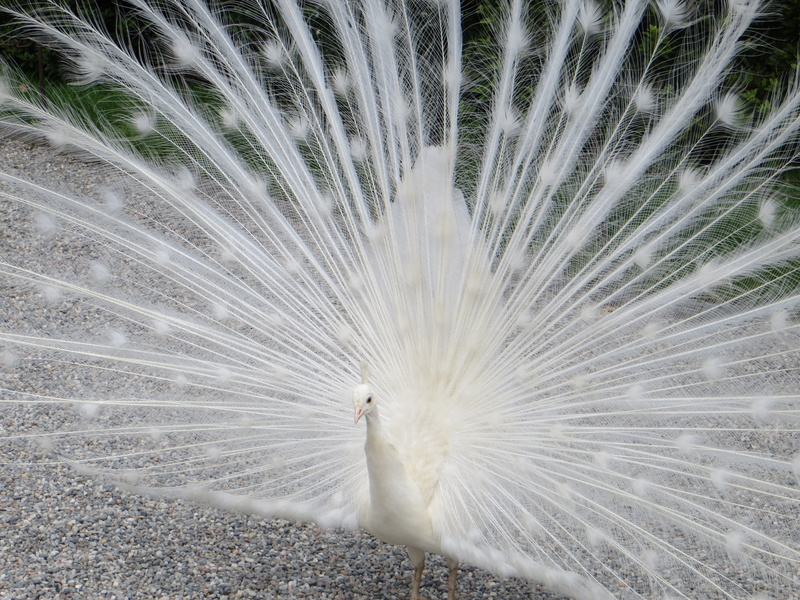 white color, animal wildlife, lago maggiore, one animal, close-up, feather, italy, bird, isolabella, vertebrate, animal themes, animal behavior, outdoors