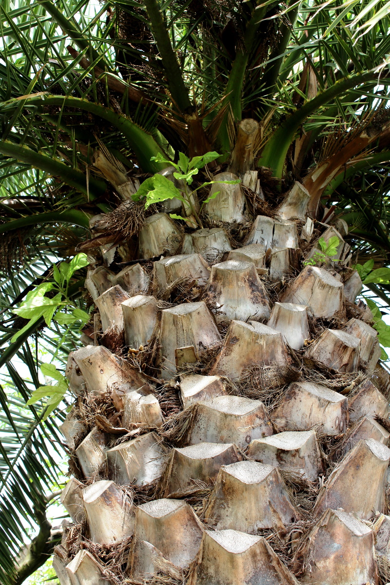 ticino, outdoors, shell, phoenix canariensis, close-up, animal wildlife, tropical climate, tribe, crown, locarno, approach, green color, palm, lake promenade