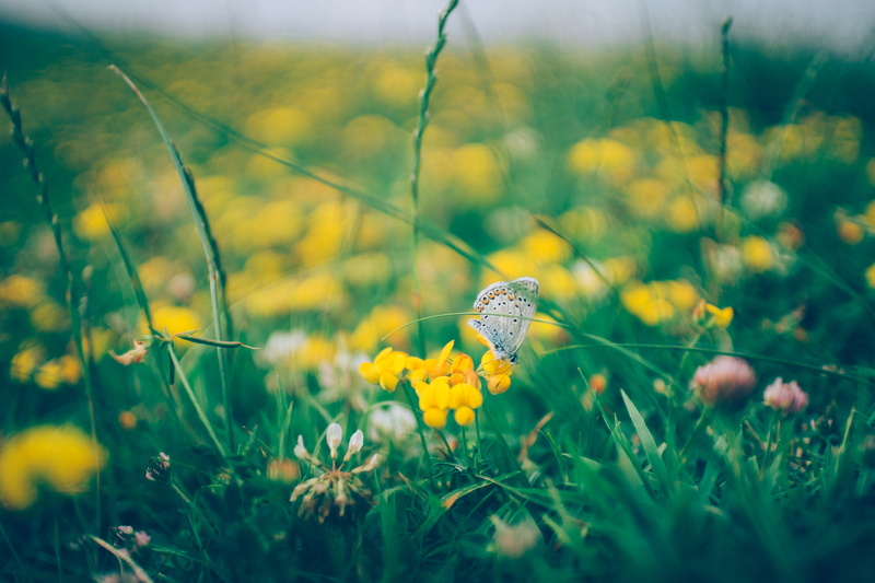 photo, White Peacock, focus, f2, yellow, springtime, close, summer, Peacock Butterfly, beauty In Nature, meadow, white, petaled, 5K, flower, butterfly