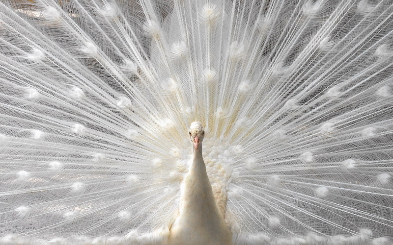 bird, hd, white, peacock, 1080P, animals