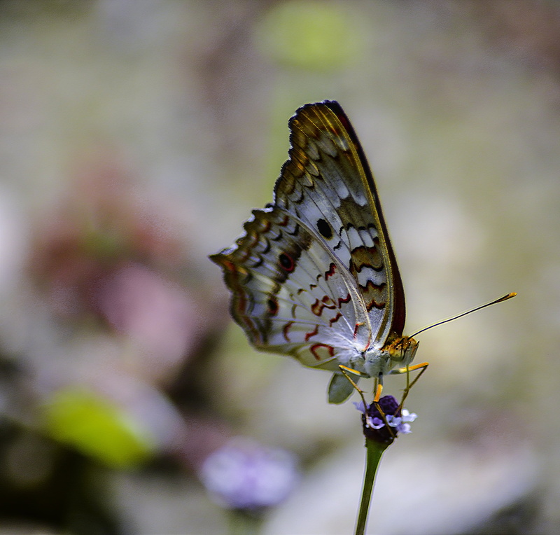 macro photography, flower, white  peacock, Peacock Butterfly, flight, nature, 4K, butterflies, peacock  butterfly, insect, butterfly - Insect, close-up
