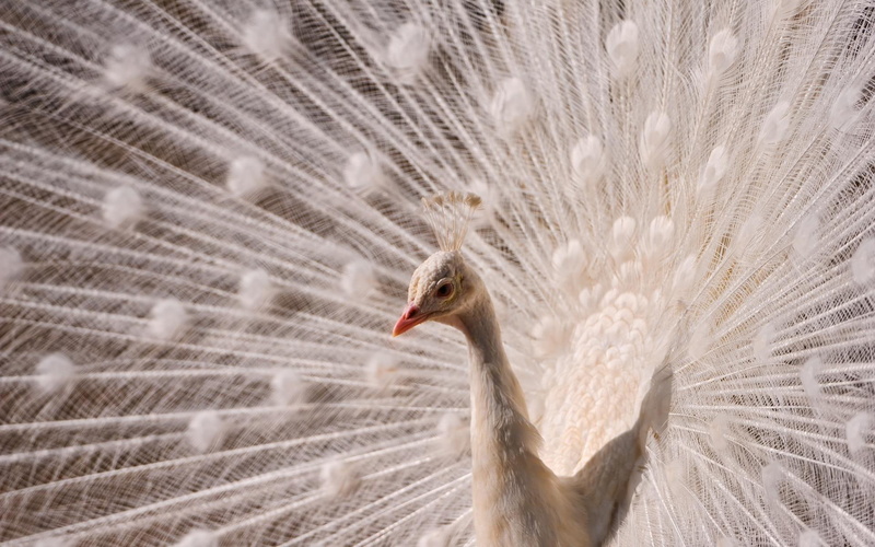 ivory, white, photography, animals, birds, peacock, pretty, feathers, 1080P