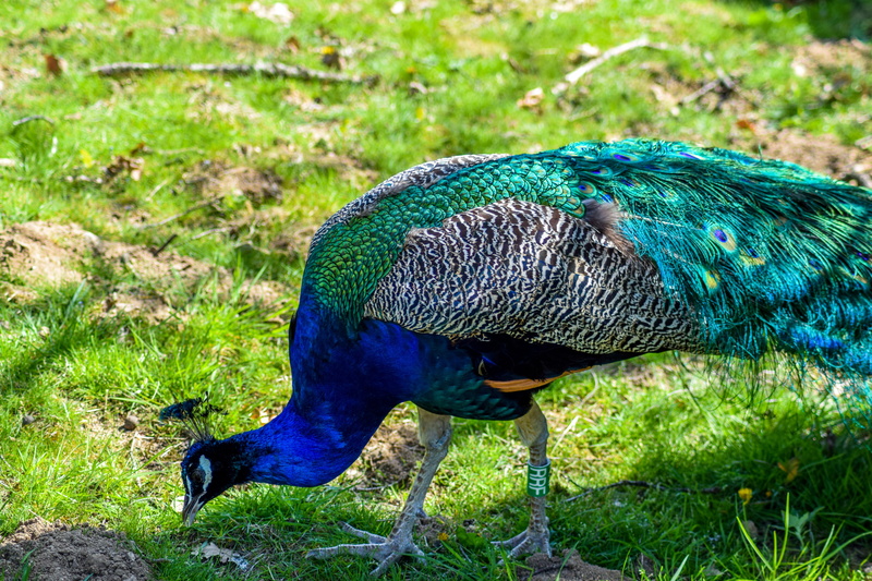 land, day, bird, animal wildlife, one animal, nature, focus on foreground, fold, blue, green, animal, daytime, eating, outdoors, holiday, grass, plant