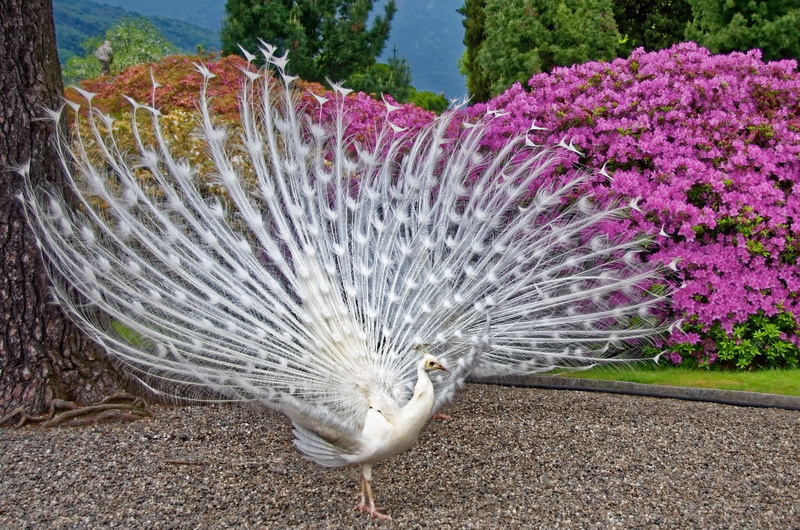 beauty in nature, animals in the wild, plant, animal wildlife, day, fanned out, purple, outdoors, bird, peacock feather, peacock, feather, vertebrate, one animal
