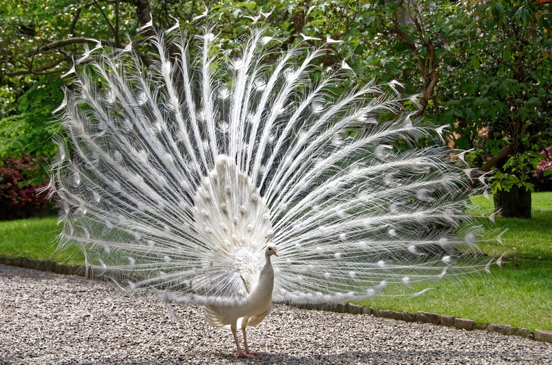 male, day, white peacock, 8K, plumage, animals in the wild, peacock, beauty in nature, nature, bird, feather, vertebrate, peacock feather, no people, animal wildlife