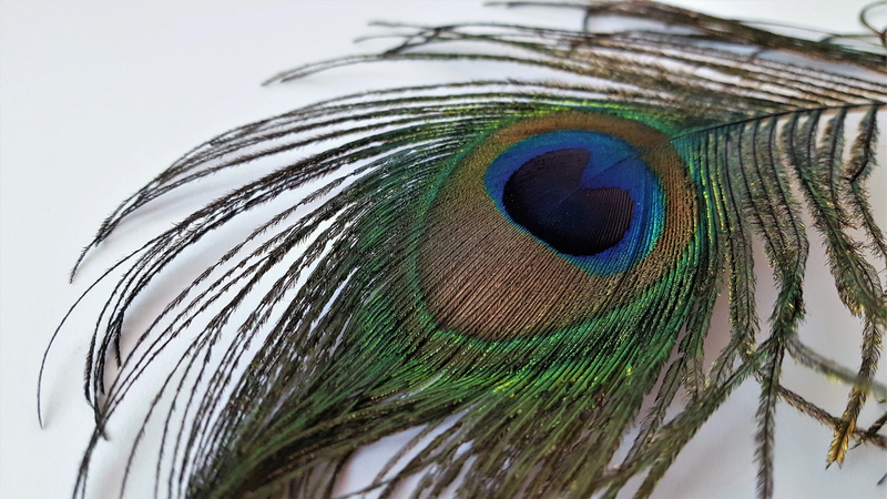peacock feather, natural pattern, peacock, close-up, green color, feathers, pattern, bird, no people, animal, color, studio shot, nature, vulnerability