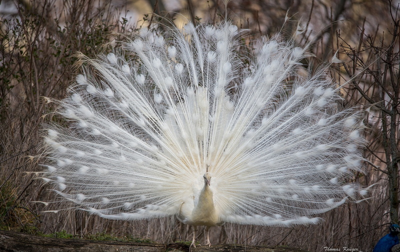 tail, white, peacock, 1080P
