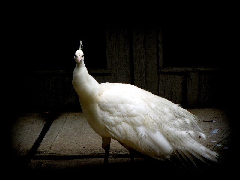 animal themes, domestic animals, wings, no people, creature, feather, day, 4K, beak, wildlife, close-up, one animal, outdoors, animal, vignette, majestic