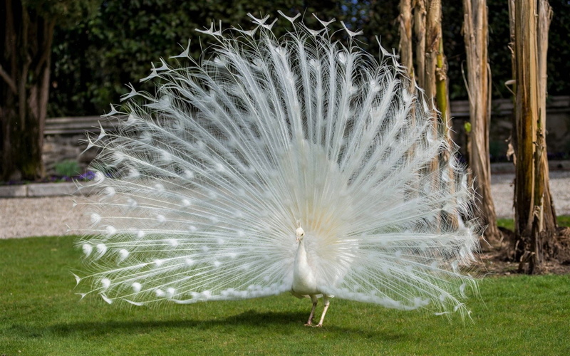 Birds, Bird, White, 1080P, Peacock, Albino, Animal