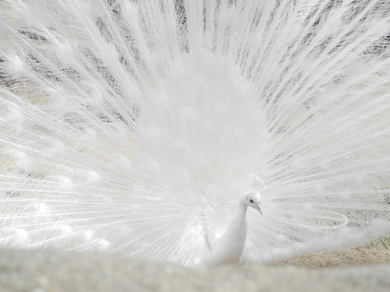 White, Feather, 1080P, Birds, Peacock