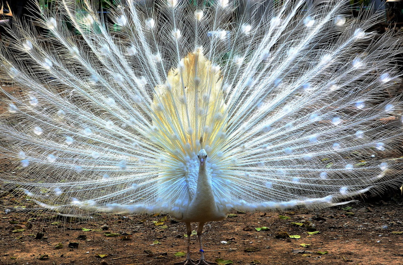 animal, wildlife, field, colors, white color, day, TAIL, animal themes, FEATHERS, bright, beautiful, no people, land, BIRD, beauty, vibrant Color, 1080P