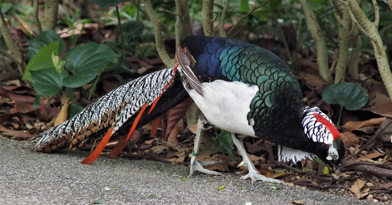 daytime, bird, feather, eating, day, feeding, peacock, animals in the wild, leaf, group of animals, red, food, outdoors, nature, color, beside, full length