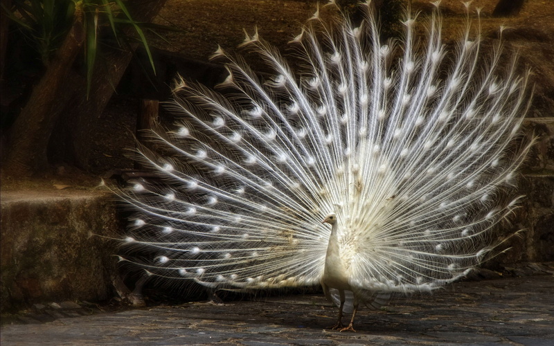 tail, beauty in nature, bird, animal wildlife, animals in the wild, peacock feather, one animal, white peacock, peacock, feathers, 2K, spread wings, relaxation