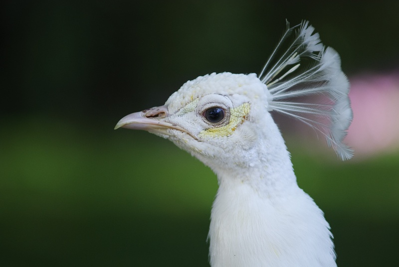 animal body part, bird, photo, profile view, feather, beak, closeup, animal head, peacock, focus on foreground, peacock feather, white bird, eye, day, beautiful bird