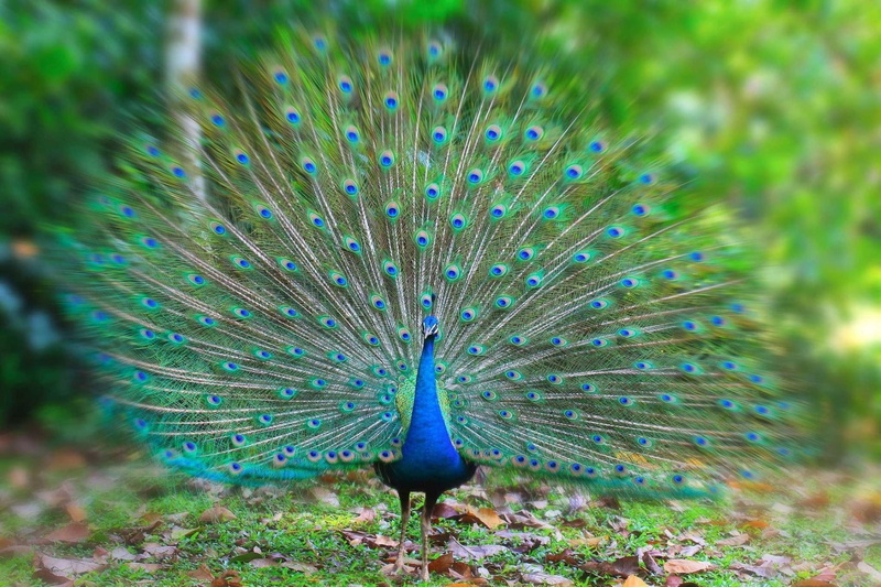 multi colored, nature, peacock, no people, animals in the wild, outdoors, one animal, feather, land, peacock feather, animal, male animal, day, 720P, vertebrate