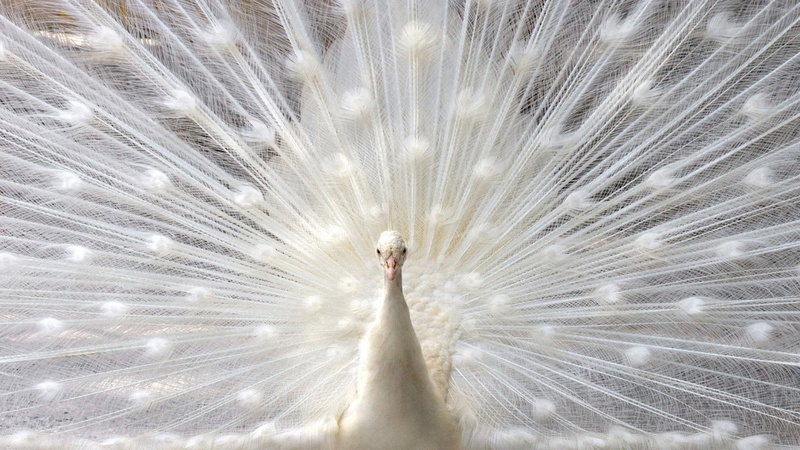 vertebrate, outdoors, day, white color, close-up, nature, elegance, animal wildlife, beauty in nature, peacock, one animal, animals in the wild, 1080P