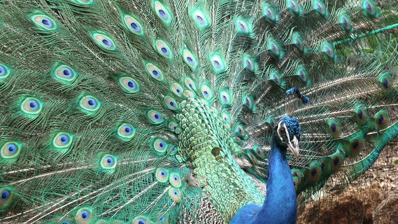 birds, blue, animal themes, outdoors, natural pattern, animals in the wild, vertebrate, feathers, peacock, close-up, peacocks, animal wildlife, peacock feather
