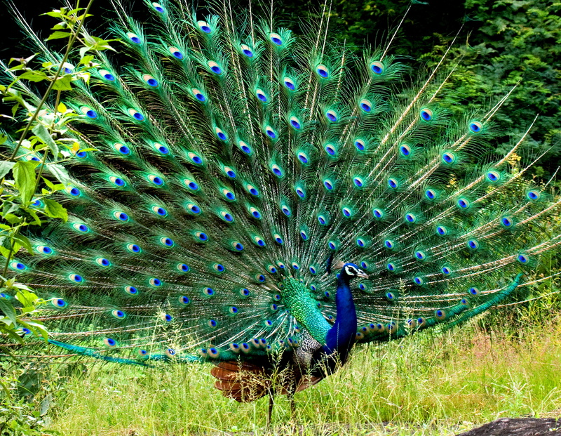feather, Gf, peacock, animal, beauty in nature, day, nature, Ded, animals in the wild, 5K, outdoors, peacock feather, land, grass, field, multi colored