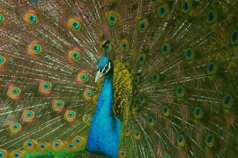 bird, peacock, full frame, animal wildlife, blue, day, vertebrate, animal head, peacock feather, animal world, one animal, no people, fanned out, plumage