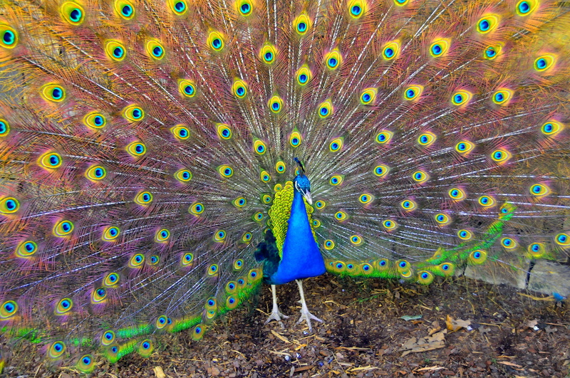 beautiful, beak, animal wildlife, vertebrate, nature, animal Neck, colors, showing, animal Head, description, color Image, bright, outdoors, vibrant Color