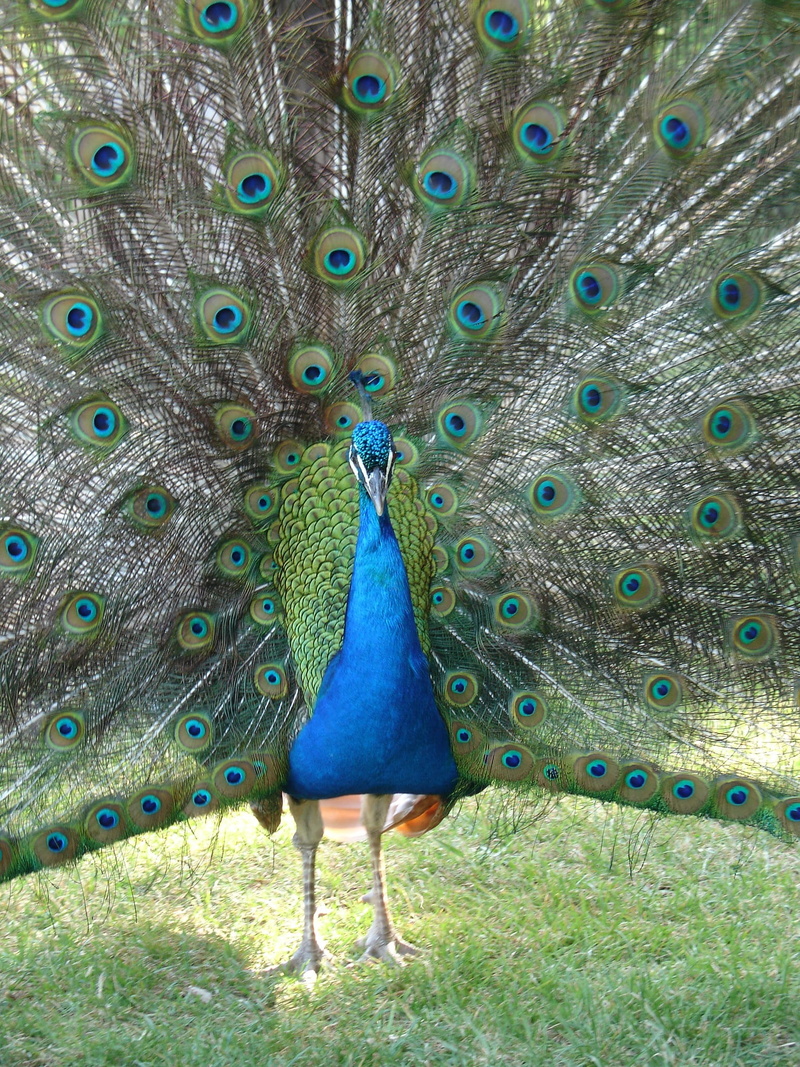 1080P, peacock feather, Fantasy, animal, feather, Peacock, animals in the wild, bird, beauty in nature, one animal, Color, blue, animal themes, fanned out