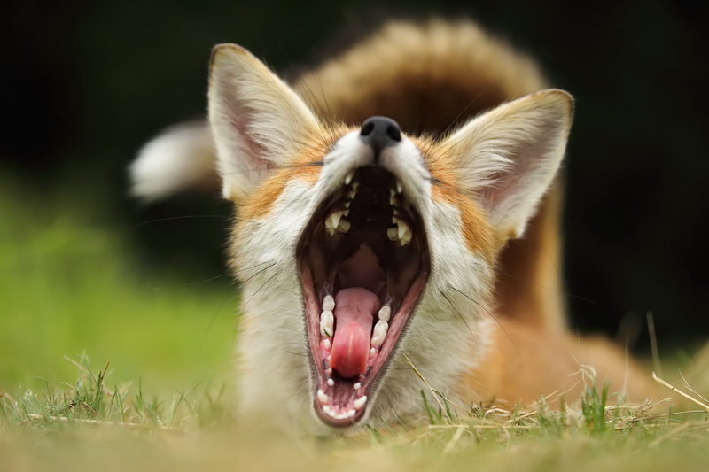 no people, whisker, mouth, animals, close-up, fox, domestic animals, selective focus, animal head, one animal, grass, animal, 1080P, animal behavior, animal body part