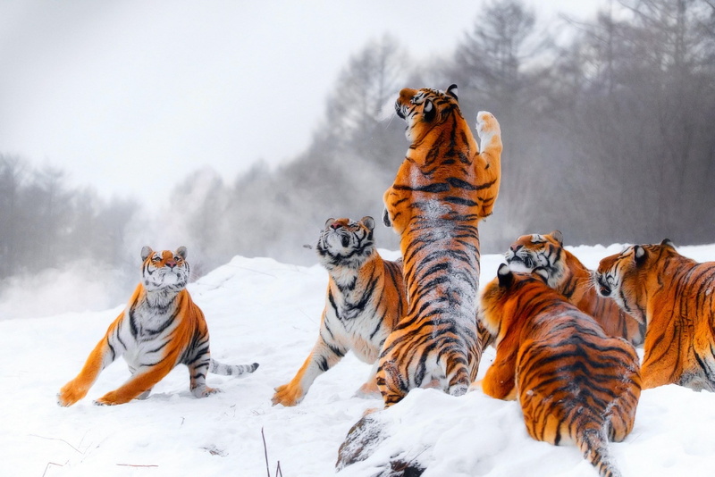mammal, tree, animals in the wild, animal wildlife, land, motion, day, group of animals, tiger, cold temperature, scenics - nature, 1080P, no people, winter